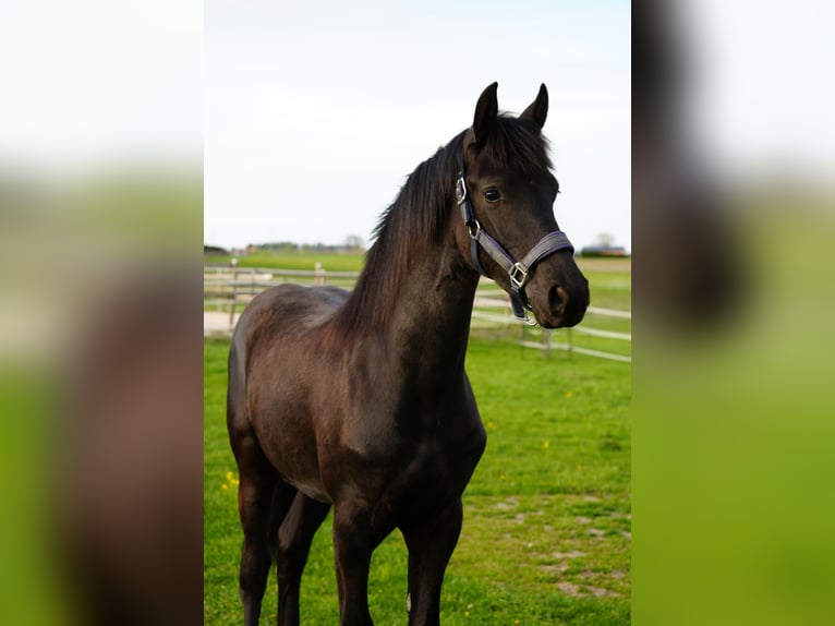 Friesen Stute 1 Jahr Rappe in Eslarn
