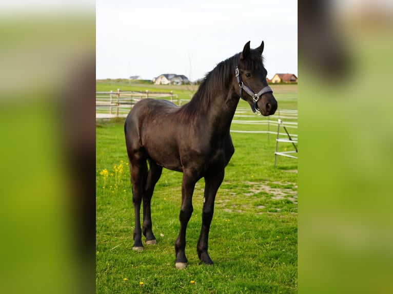 Friesen Stute 1 Jahr Rappe in Eslarn