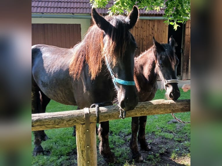 Friesen Stute 1 Jahr Rappe in Oberdorfberg