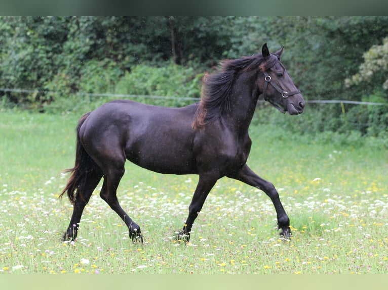 Friesen Stute 1 Jahr Rappe in Protivin