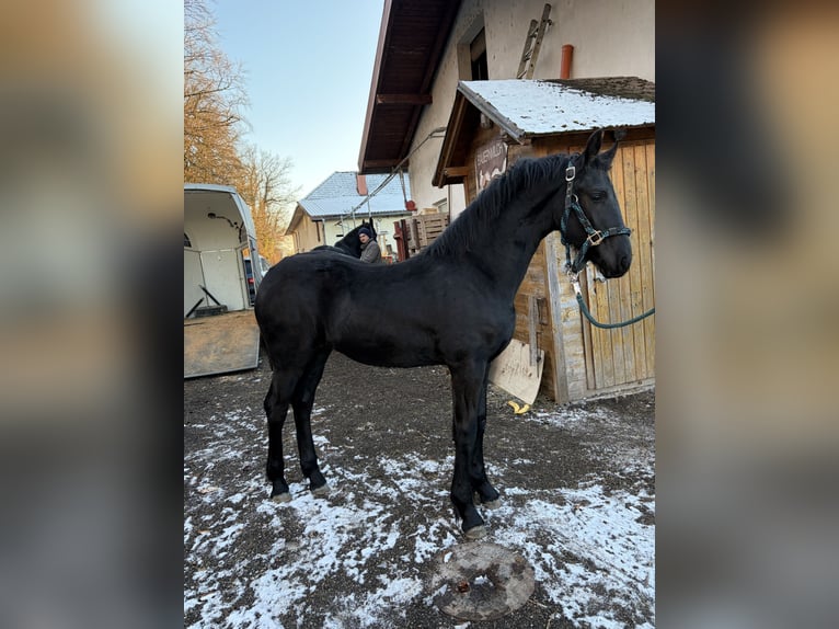 Friesen Stute 1 Jahr in Oberweis