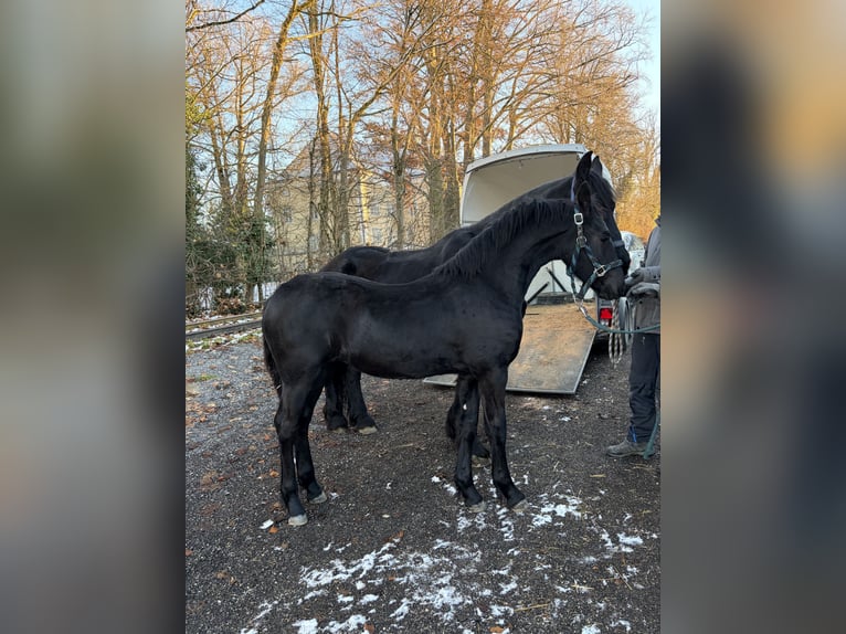 Friesen Stute 1 Jahr in Oberweis