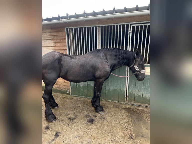 Friesen Stute 20 Jahre 163 cm Rappe in Wervik