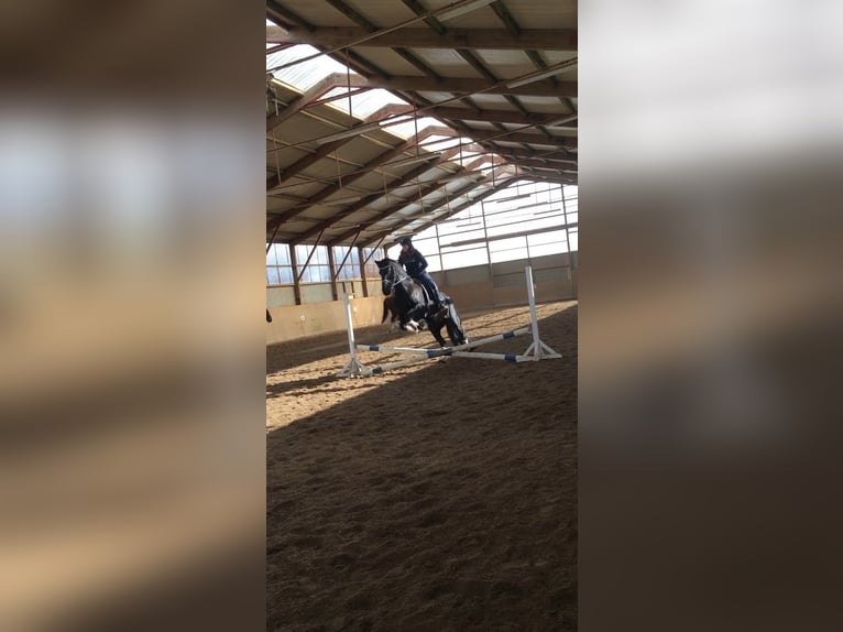 Friesen Stute 20 Jahre 165 cm Rappe in Sipsdorf