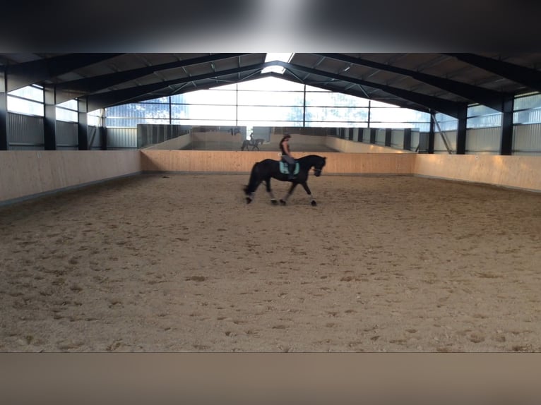 Friesen Stute 20 Jahre 165 cm Rappe in Sipsdorf