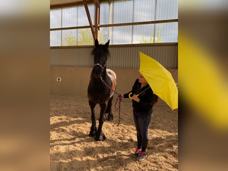 Friesen Stute 20 Jahre 165 cm Rappe in Sipsdorf