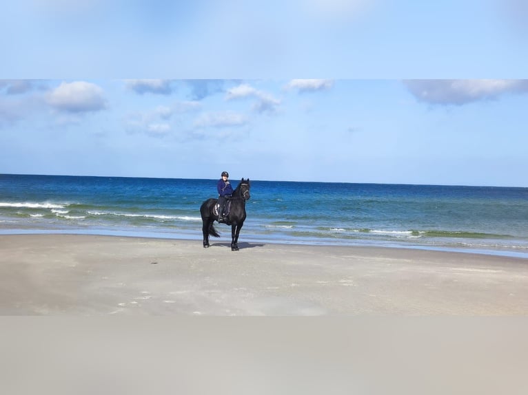 Friesen Stute 20 Jahre 165 cm Rappe in Sipsdorf