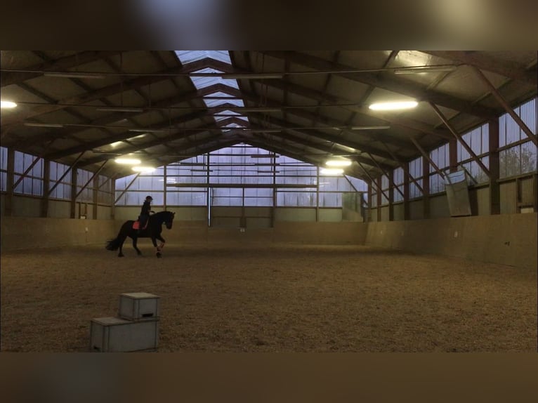 Friesen Stute 20 Jahre 165 cm Rappe in Sipsdorf