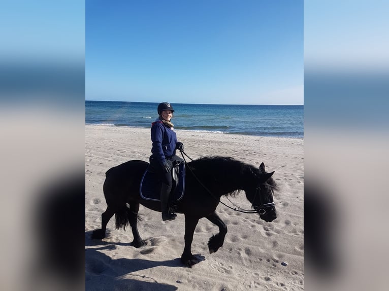 Friesen Stute 20 Jahre 165 cm Rappe in Sipsdorf