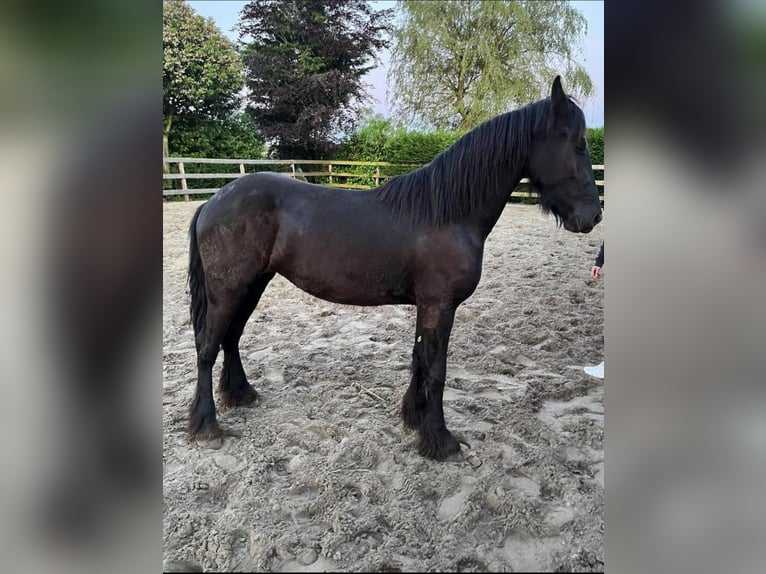 Friesen Stute 2 Jahre 150 cm Rappe in Hoeven