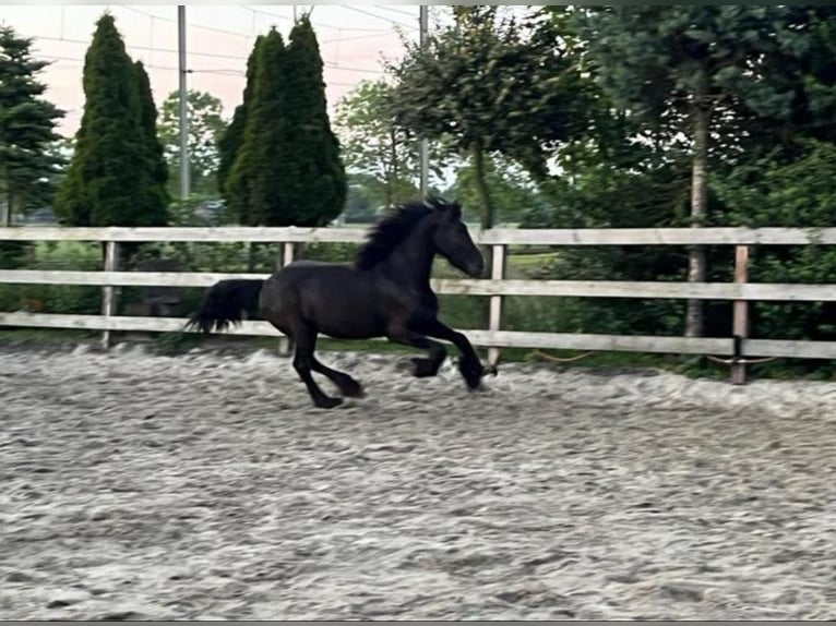 Friesen Stute 2 Jahre 150 cm Rappe in Hoeven