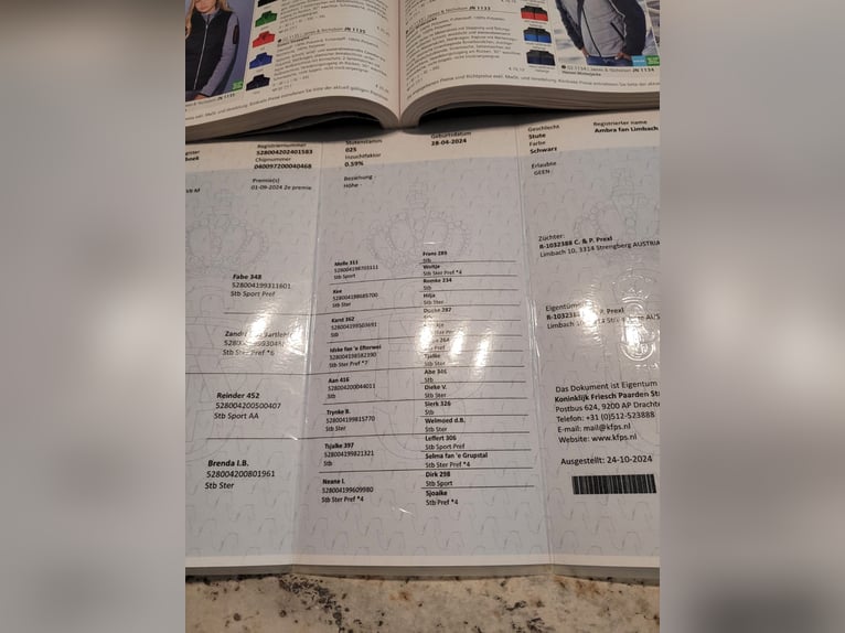 Friesen Stute 2 Jahre 150 cm Rappe in Perg