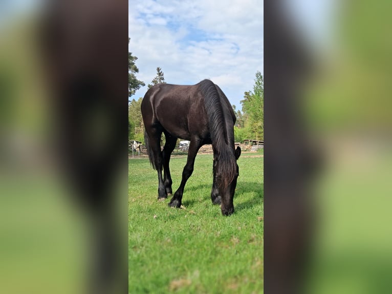 Friesen Stute 2 Jahre 152 cm Rappe in Rathenow