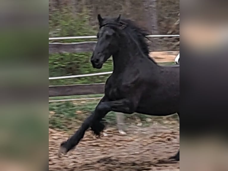 Friesen Stute 2 Jahre 152 cm Rappe in Rathenow