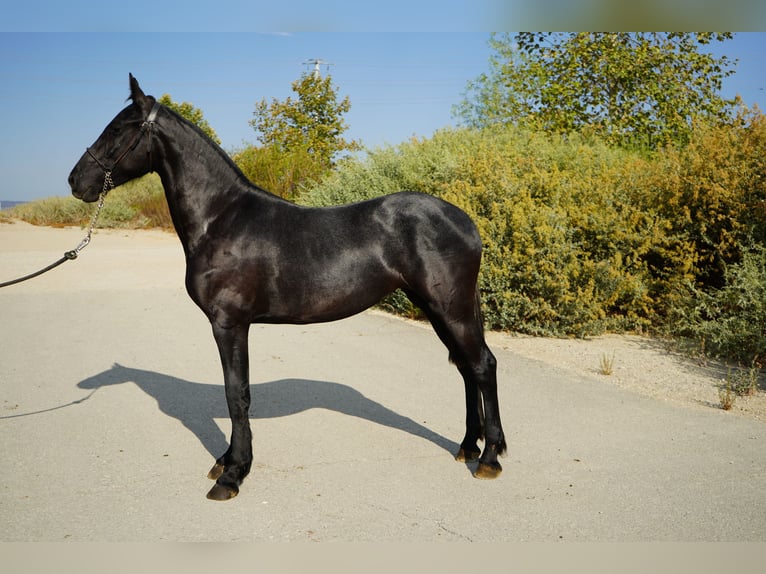 Friesen Mix Stute 2 Jahre 152 cm Schimmel in Corona, CA