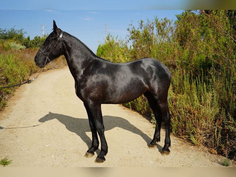 Friesen Mix Stute 2 Jahre 152 cm Schimmel in Corona, CA