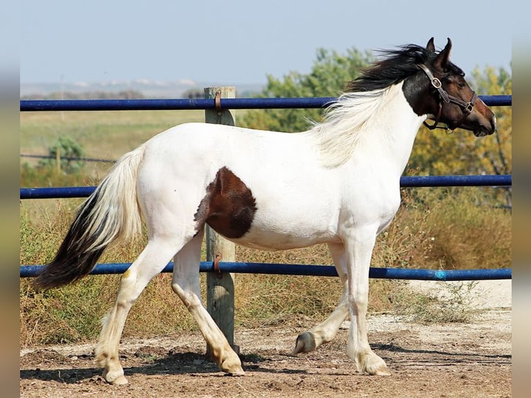 Friesen Mix Stute 2 Jahre 152 cm Tobiano-alle-Farben in Union Center, SD