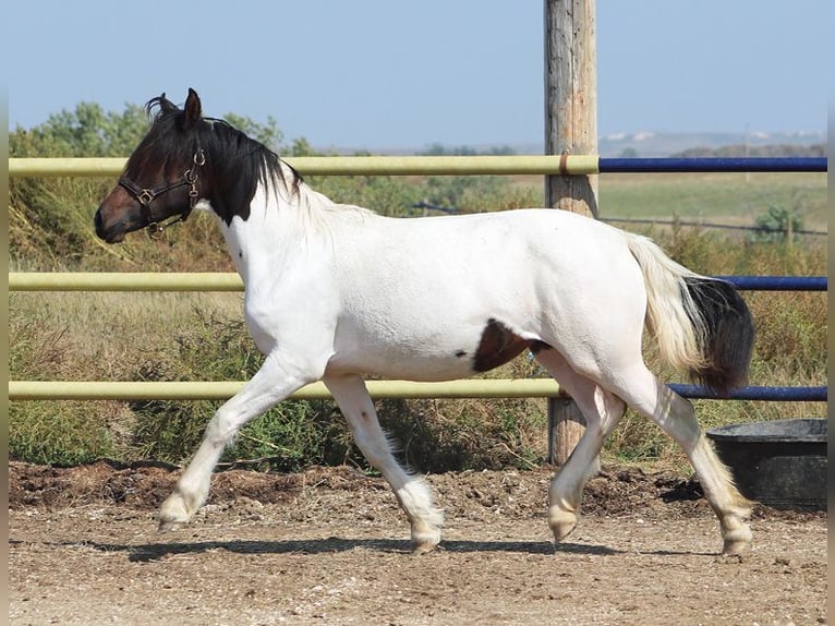 Friesen Mix Stute 2 Jahre 152 cm Tobiano-alle-Farben in Union Center, SD