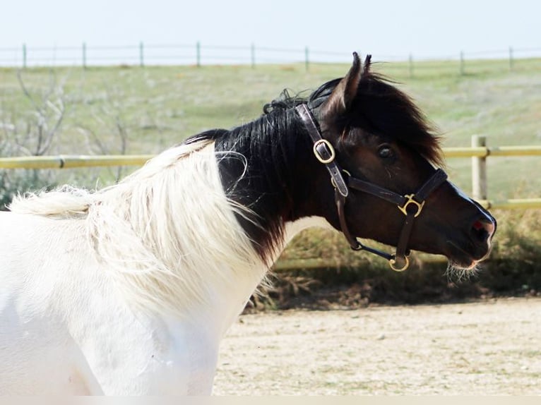Friesen Mix Stute 2 Jahre 152 cm Tobiano-alle-Farben in Union Center, SD