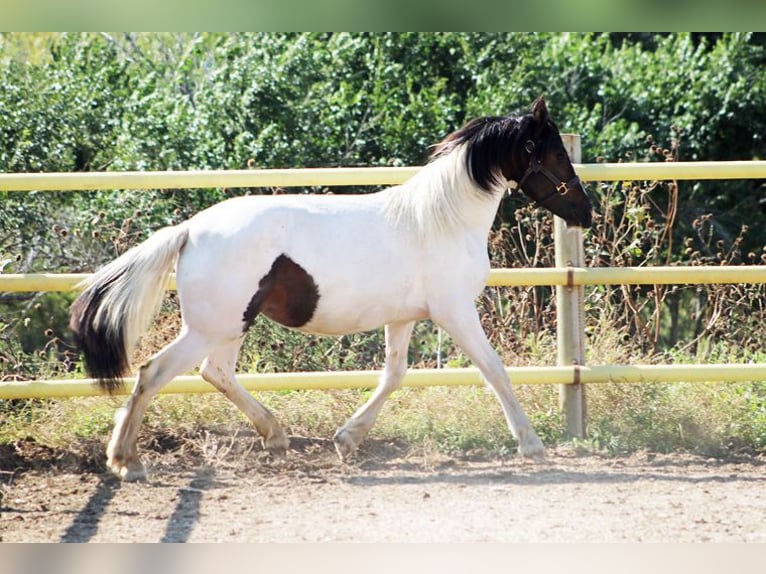 Friesen Mix Stute 2 Jahre 152 cm Tobiano-alle-Farben in Union Center, SD