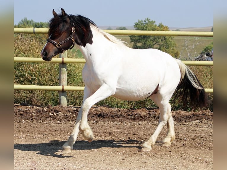 Friesen Mix Stute 2 Jahre 152 cm Tobiano-alle-Farben in Union Center, SD