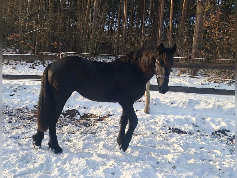 Friesen Stute 2 Jahre 153 cm Rappe in Neuruppin