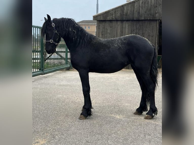Friesen Stute 2 Jahre 159 cm Rappe in Kollum