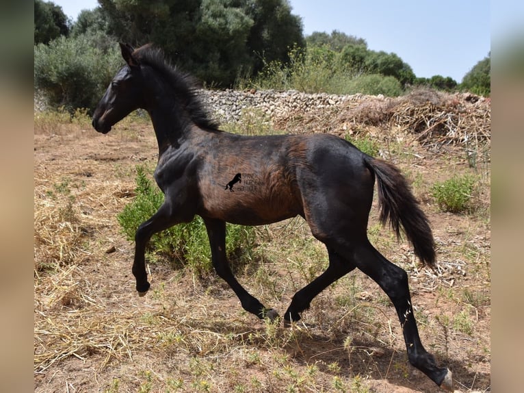 Friesen Mix Stute 2 Jahre 160 cm Rappe in Menorca