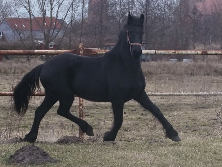 Friesen Stute 2 Jahre 160 cm Rappe in Barth