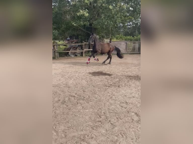 Friesen Stute 2 Jahre 163 cm Rappe in Allersberg