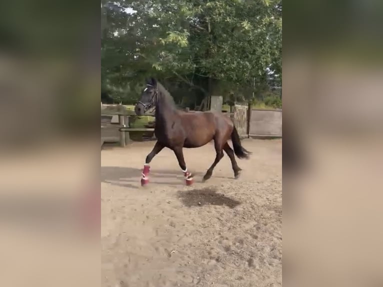 Friesen Stute 2 Jahre 163 cm Rappe in Allersberg