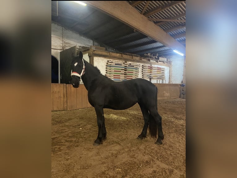 Friesen Stute 2 Jahre 163 cm Rappe in Allersberg