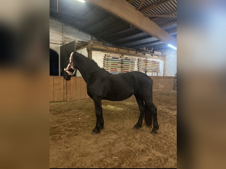 Friesen Stute 2 Jahre 163 cm Rappe in Allersberg