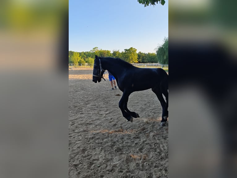 Friesen Stute 2 Jahre 167 cm Rappe in Snagov