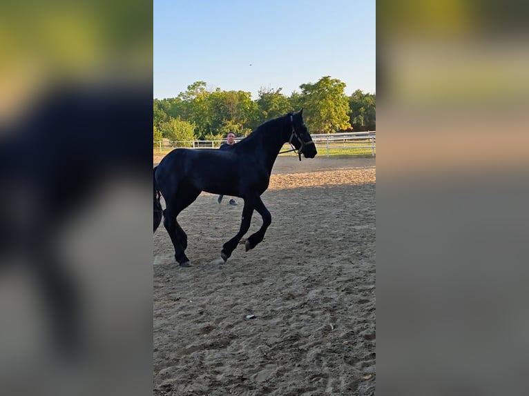 Friesen Stute 2 Jahre 167 cm Rappe in Snagov