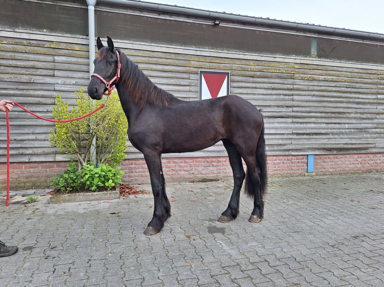 Friesen Stute 2 Jahre 168 cm Rappe in Dalen