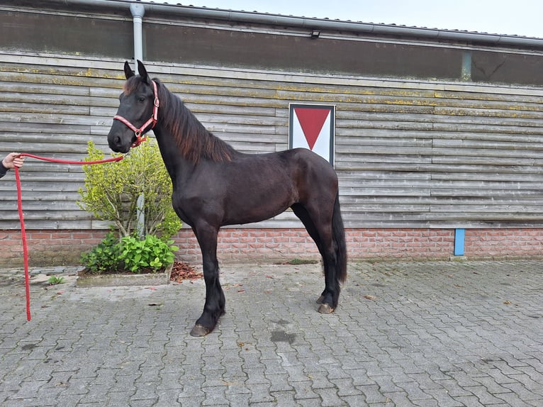 Friesen Stute 2 Jahre 168 cm Rappe in Dalen