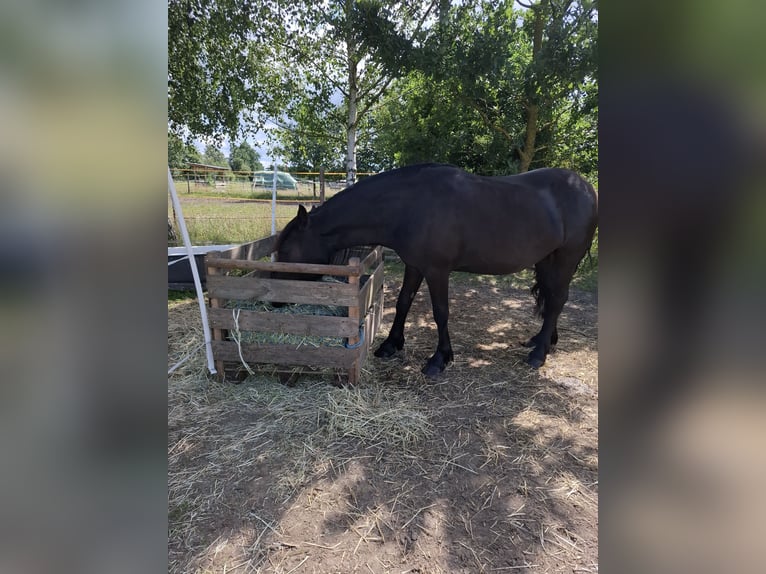 Friesen Mix Stute 3 Jahre 150 cm Rappe in Germendorf