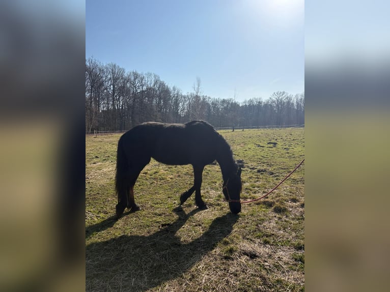 Friesen Stute 3 Jahre 150 cm Rappe in Moritzburg