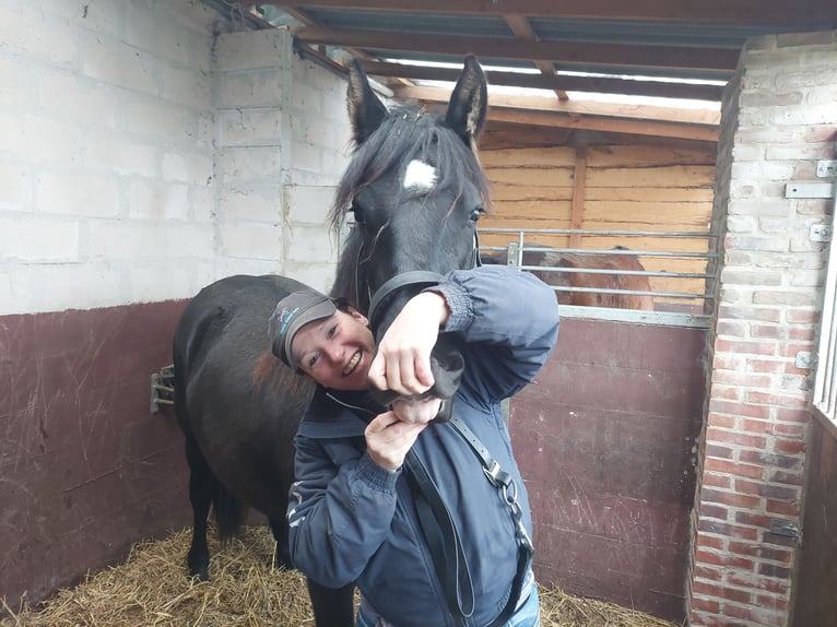 Friesen Mix Stute 3 Jahre 151 cm Schwarzbrauner in Wilp