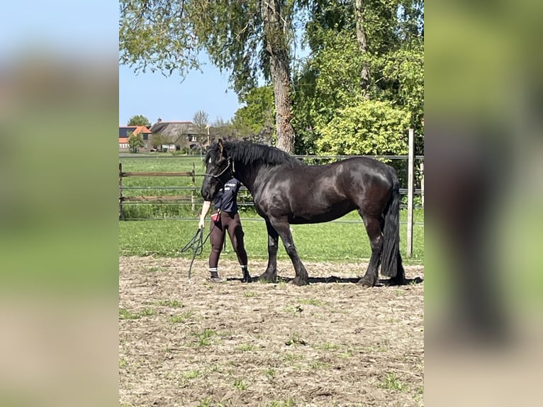 Friesen Mix Stute 3 Jahre 151 cm Schwarzbrauner in Wilp