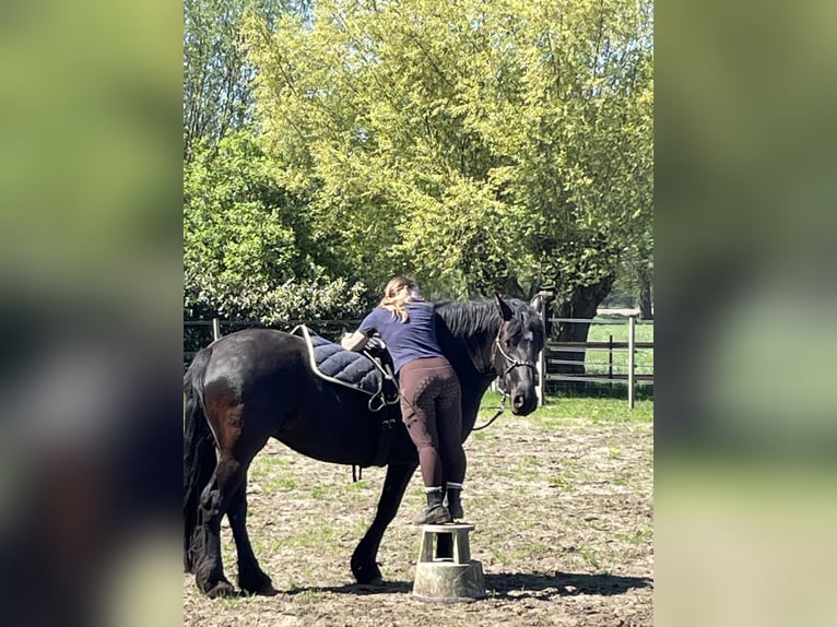 Friesen Mix Stute 3 Jahre 151 cm Schwarzbrauner in Wilp