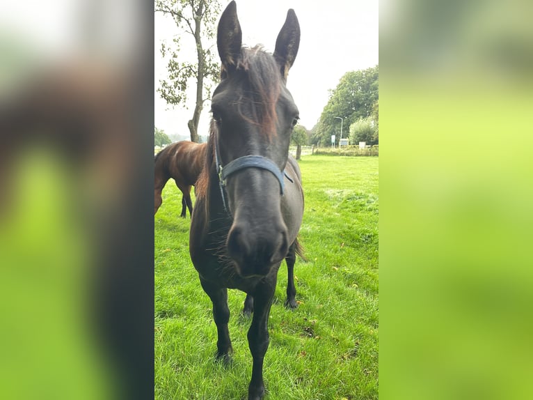 Friesen Mix Stute 3 Jahre 151 cm Schwarzbrauner in Wilp