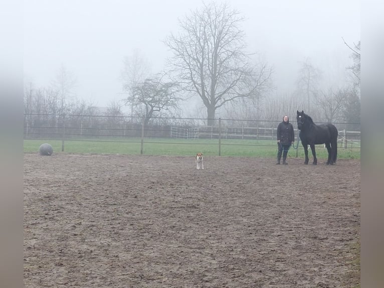 Friesen Mix Stute 3 Jahre 151 cm Schwarzbrauner in Wilp