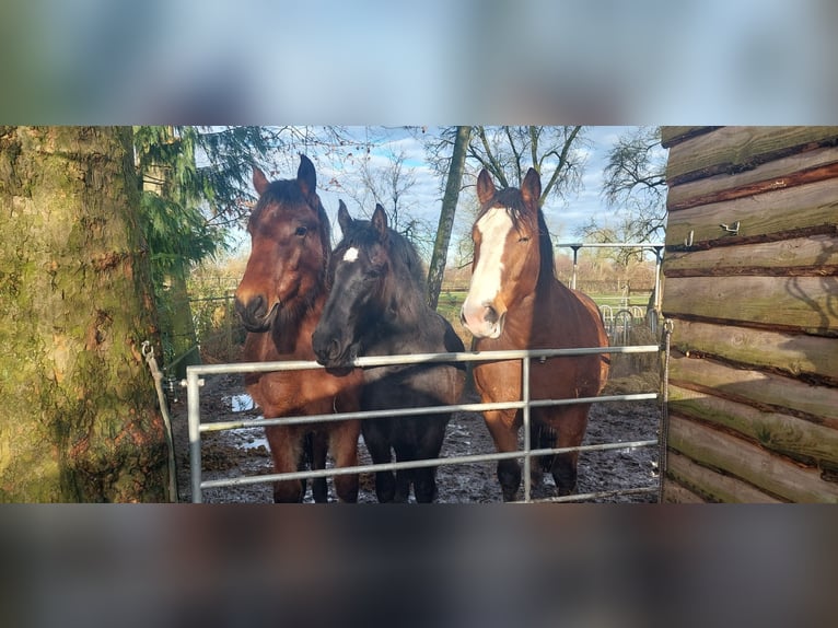 Friesen Mix Stute 3 Jahre 151 cm Schwarzbrauner in Wilp