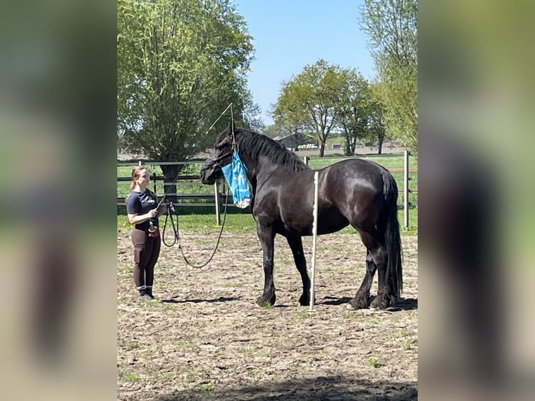 Friesen Mix Stute 3 Jahre 151 cm Schwarzbrauner in Wilp