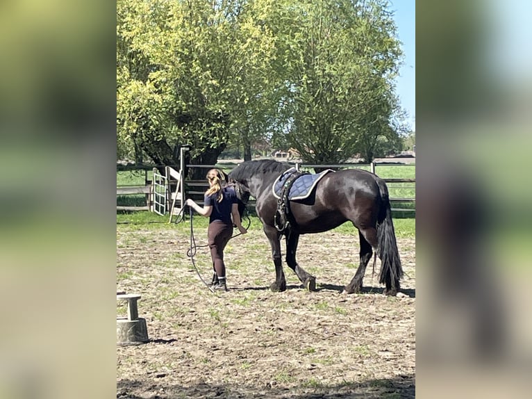 Friesen Mix Stute 3 Jahre 151 cm Schwarzbrauner in Wilp
