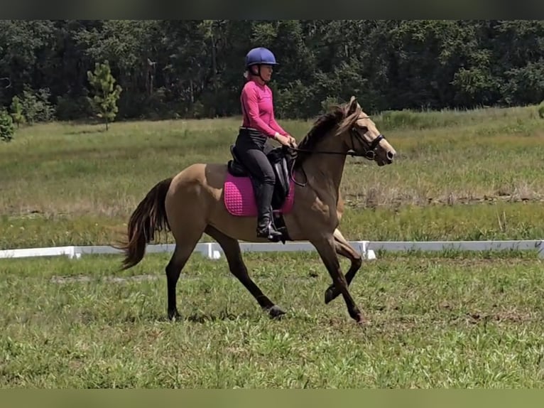 Friesen Mix Stute 3 Jahre 152 cm Champagne in Weirsdale