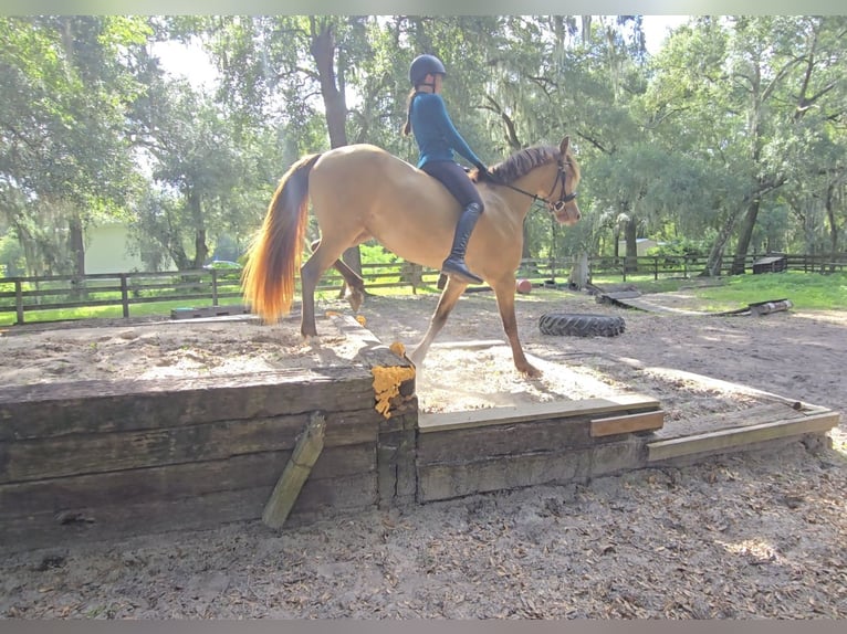 Friesen Mix Stute 3 Jahre 152 cm Champagne in Weirsdale