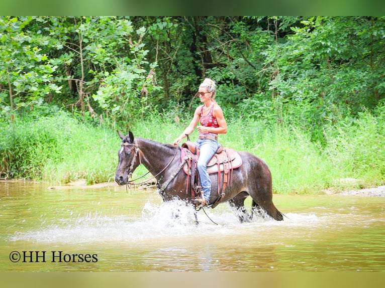 Friesen Stute 3 Jahre 152 cm Roan-Blue in Flemingsburg KY